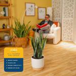 Costa Farms Live Snake Plant, Sansevieria, Easy Care House Plant in Premium Decor Pot, Houseplant in Potting Soil Mix, Succulent Plant Gift for Housewarming, Office and Home Decor, 2-3 Feet Tall