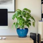 Modern Ceramic Succulent Planter Pot with Saucer