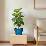 Modern Ceramic Succulent Planter Pot with Saucer