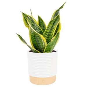 Costa Farms Snake Plant in Decorative Planter