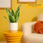 Costa Farms Snake Plant in Decorative Planter