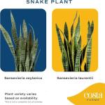 Costa Farms Snake Plant in Decorative Planter