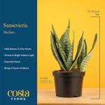 Costa Farms Snake Plant in Decorative Planter