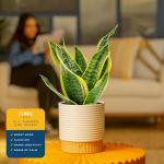 Costa Farms Snake Plant in Decorative Planter