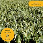 Costa Farms Snake Plant in Decorative Planter