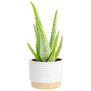 Aloe Vera Succulent Plant in Modern Planter