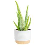 Aloe Vera Succulent Plant in Modern Planter
