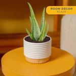 Aloe Vera Succulent Plant in Modern Planter