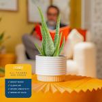 Aloe Vera Succulent Plant in Modern Planter