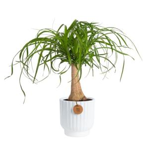 Ponytail Palm Bonsai - Easy Indoor Plant