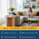 Ponytail Palm Bonsai - Easy Indoor Plant