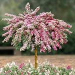 2 Variegated Weigela Shrubs - 6-12" Tall Live Plants - White, Green, Pink Flowering Weigela Bush - Weigela Florida 'Variegata' - (2 Pack)