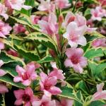 2 Variegated Weigela Shrubs - 6-12" Tall Live Plants - White, Green, Pink Flowering Weigela Bush - Weigela Florida 'Variegata' - (2 Pack)