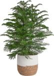 Norfolk Island Pine - Perfect Indoor Christmas Tree