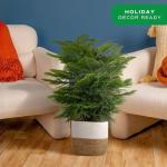 Norfolk Island Pine - Perfect Indoor Christmas Tree