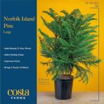 Norfolk Island Pine - Perfect Indoor Christmas Tree
