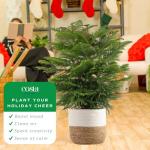 Norfolk Island Pine - Perfect Indoor Christmas Tree