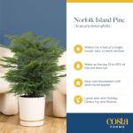 Norfolk Island Pine - Perfect Indoor Christmas Tree