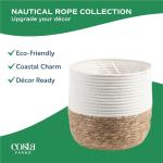 Norfolk Island Pine - Perfect Indoor Christmas Tree