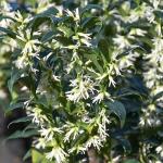 Sarcococca Sweet Box – Evergreen Fragrant Shrub with Glossy Green Foliage and Small White Blooms, Low-Maintenance Garden Accent Plant (1 Gallon/Potted/Single)