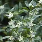 Sarcococca Sweet Box – Evergreen Fragrant Shrub with Glossy Green Foliage and Small White Blooms, Low-Maintenance Garden Accent Plant (1 Gallon/Potted/Single)