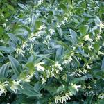 Sarcococca Sweet Box – Evergreen Fragrant Shrub with Glossy Green Foliage and Small White Blooms, Low-Maintenance Garden Accent Plant (1 Gallon/Potted/Single)