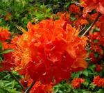 (1) - Mandarin Lights Orange Deciduous Azalea - Starter Plants (7L) (1 Live Plant)