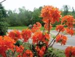 (1) - Mandarin Lights Orange Deciduous Azalea - Starter Plants (7L) (1 Live Plant)
