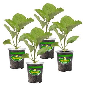Bonnie Plants Ichiban Type Japanese Eggplant - 4 Pack Live Plants, Great in Containers, 10in. Long Fruit, Perfect for Grilling & Roasting, Green