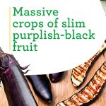 Bonnie Plants Ichiban Type Japanese Eggplant - 4 Pack Live Plants, Great in Containers, 10in. Long Fruit, Perfect for Grilling & Roasting, Green