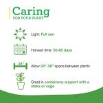 Bonnie Plants Ichiban Type Japanese Eggplant - 4 Pack Live Plants, Great in Containers, 10in. Long Fruit, Perfect for Grilling & Roasting, Green