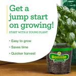 Bonnie Plants Ichiban Type Japanese Eggplant - 4 Pack Live Plants, Great in Containers, 10in. Long Fruit, Perfect for Grilling & Roasting, Green