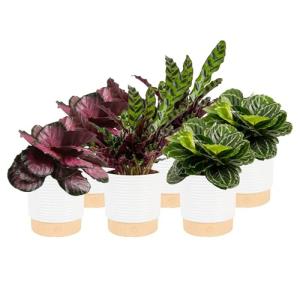 Costa Farms Calathea (Pack of 6)