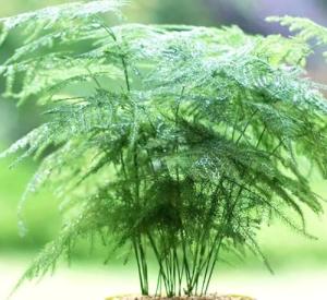 20PCS Asparagus Plumosus Nanus Seeds Terrarium Plant Asparagus Fern Seeds Heirloom