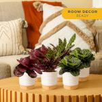 Costa Farms Calathea (Pack of 6)