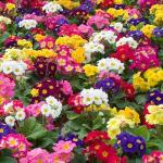 Mixrug 315+ Mix Primrose Seeds for Planting-Perennial Primula Malacoides Seeds-Primula Auricula Flower Seed for Gardens & Outdoor Containers