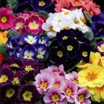 Mixrug 315+ Mix Primrose Seeds for Planting-Perennial Primula Malacoides Seeds-Primula Auricula Flower Seed for Gardens & Outdoor Containers