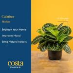 Costa Farms Calathea (Pack of 6)
