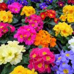 Mixrug 315+ Mix Primrose Seeds for Planting-Perennial Primula Malacoides Seeds-Primula Auricula Flower Seed for Gardens & Outdoor Containers