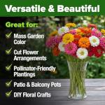 HOME GROWN Dwarf Zinnia Seeds Mix - 4300 Pumila Zinnia Seeds for 2026 | Zinnia Flower Seeds for Planting Outdoors | Colorful Cut Annual Flowers for Summer Gardens & Containers (Zinnia elegans)