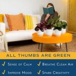 Costa Farms Calathea (Pack of 6)