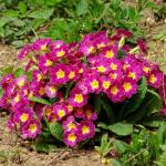 Mixrug 315+ Mix Primrose Seeds for Planting-Perennial Primula Malacoides Seeds-Primula Auricula Flower Seed for Gardens & Outdoor Containers
