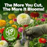 HOME GROWN Dwarf Zinnia Seeds Mix - 4300 Pumila Zinnia Seeds for 2026 | Zinnia Flower Seeds for Planting Outdoors | Colorful Cut Annual Flowers for Summer Gardens & Containers (Zinnia elegans)