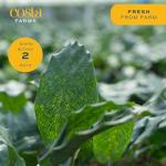 Costa Farms Calathea (Pack of 6)