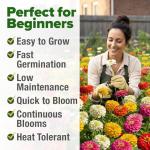 HOME GROWN Dwarf Zinnia Seeds Mix - 4300 Pumila Zinnia Seeds for 2026 | Zinnia Flower Seeds for Planting Outdoors | Colorful Cut Annual Flowers for Summer Gardens & Containers (Zinnia elegans)