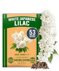 HOME GROWN 53 White Lilac Flower Seeds Non-GMO, Heirloom Tree Seeds for Planting, Fragrant Flowering Tree Seeds for Landscaping, Pollinator Gardens, and Ornamental Borders (Syringa reticulata)
