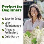 HOME GROWN 53 White Lilac Flower Seeds Non-GMO, Heirloom Tree Seeds for Planting, Fragrant Flowering Tree Seeds for Landscaping, Pollinator Gardens, and Ornamental Borders (Syringa reticulata)