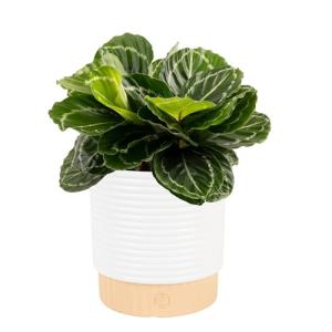 Calathea Live Indoor Plant in Ceramic Pot