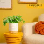 Calathea Live Indoor Plant in Ceramic Pot