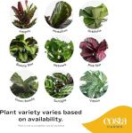 Calathea Live Indoor Plant in Ceramic Pot